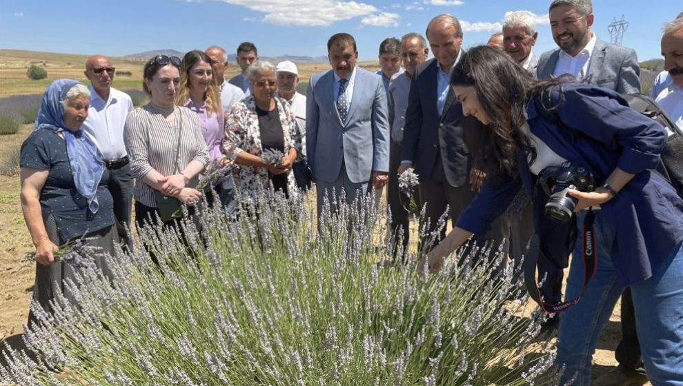 Arguvan'da hasat zamanı... Lavanta tarlasında hasat dönemi başladı...