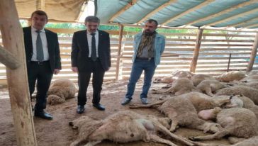 Yazıhan'da kurt ağıla daldı, 46 koyun telef oldu