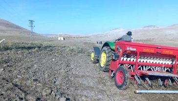 Arguvan'da 5 yerli buğday çeşidinin ekimi yapıldı 
