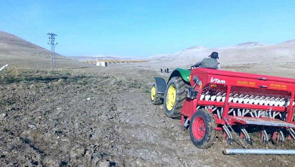 Arguvan'da 5 yerli buğday çeşidinin ekimi yapıldı