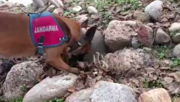 Narkotik dedektör köpekleri taşı toprağı arıyor ve buluyor