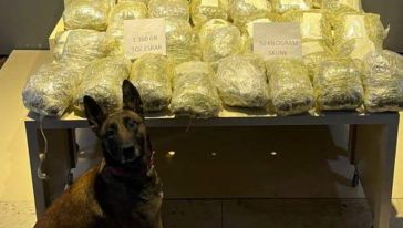 51 kilo Skunk ele geçirildi, 3 kişi tutuklandı