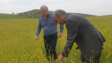 Arguvan'da tarım arazileri zarar gördü 