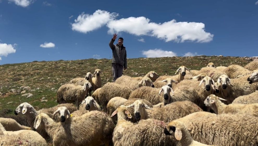 Malatya'da kayıp koyunları jandarma Drone takibi ile buldu