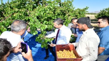 Malatya'da Kayısı Hasadı Başladı 