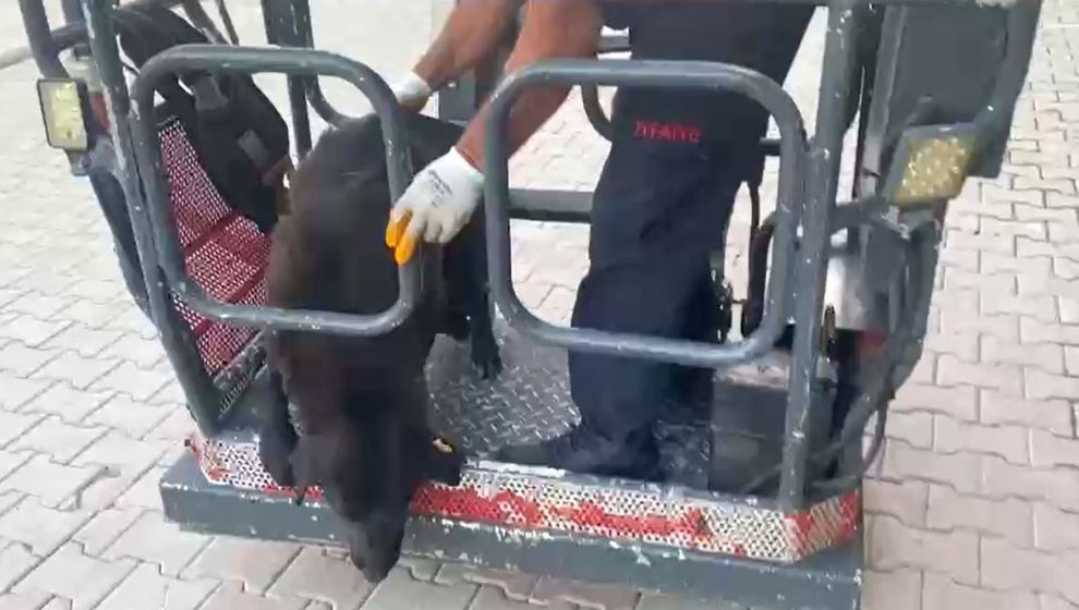 Malatya’da sokak köpeğini çatıdan itfaiye kurtardı
