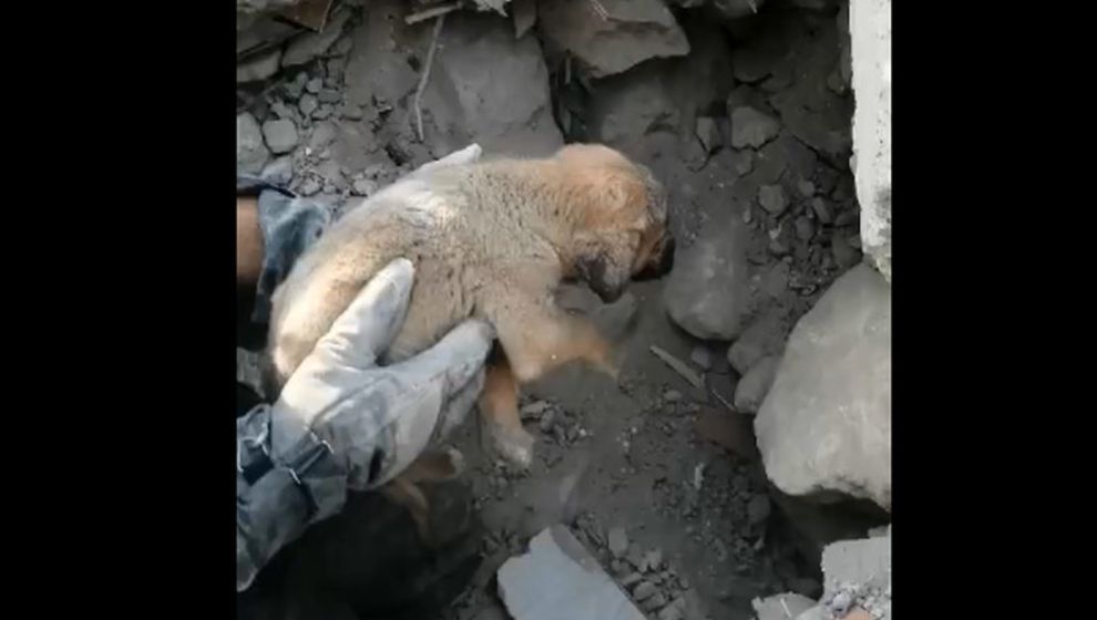 Malatya'da enkazın altında kalan yavru köpek için 2 saat çalıştılar