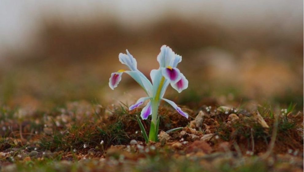 Baharın habercisi Nevruz çiçeği (Kulbız )...