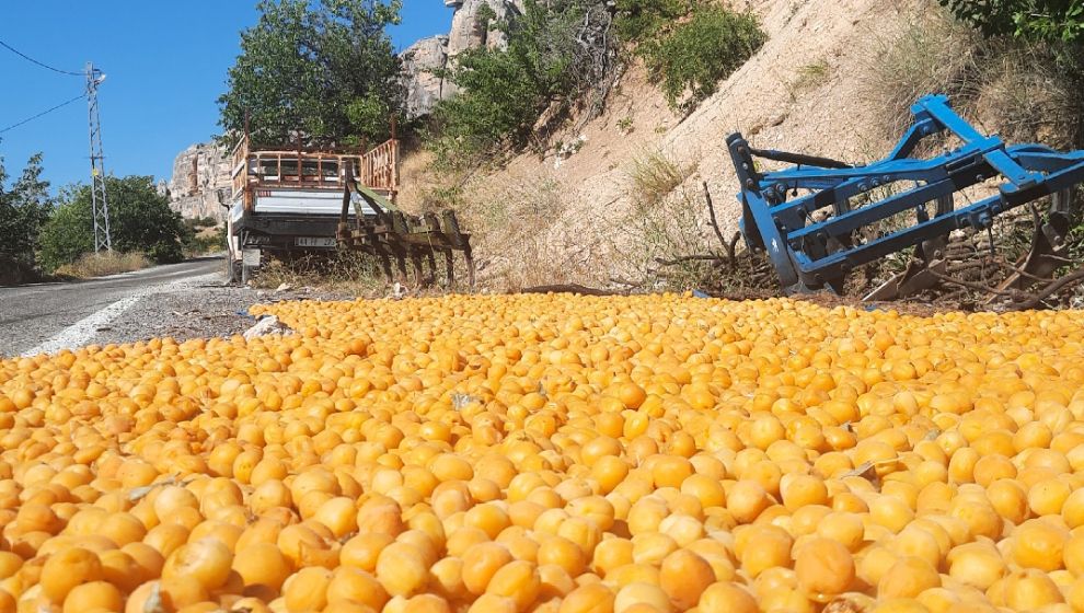 Güneşin Altın Yumurtası