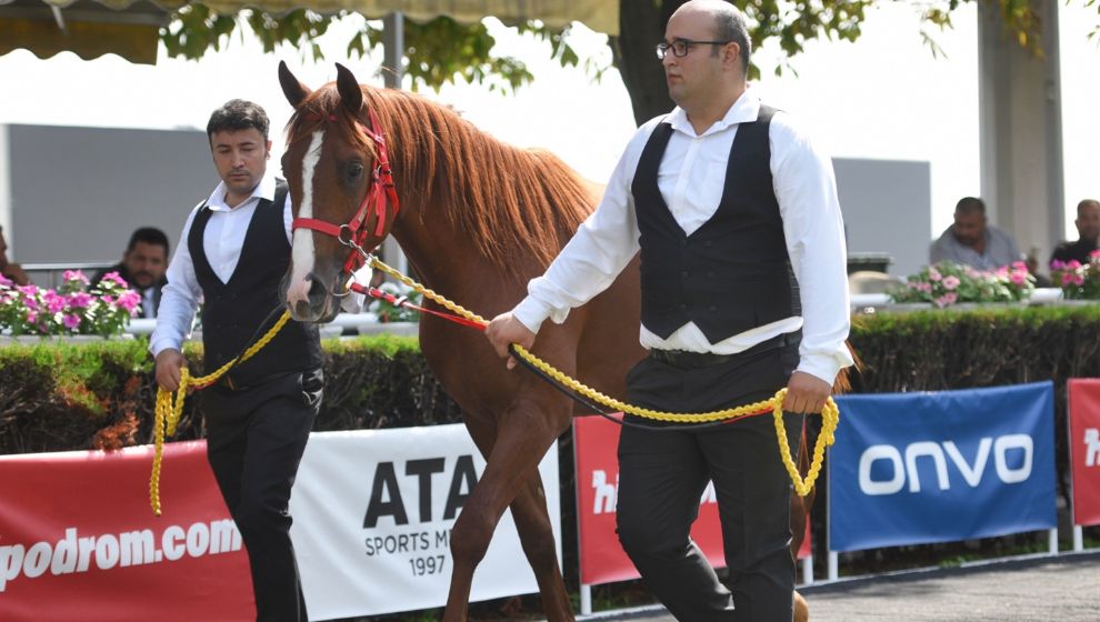 Ne Ekonomik Krizi?... Yarış Tayları Paylaşıldı