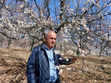 PÜTÜRGE VE DOĞANYOL'DA KAYISI AĞAÇLARI ÇİÇEK AÇIYOR