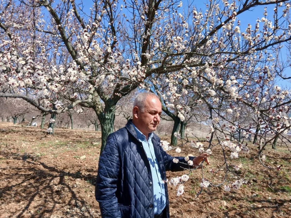 PÜTÜRGE VE DOĞANYOL'DA KAYISI AĞAÇLARI ÇİÇEK AÇIYOR