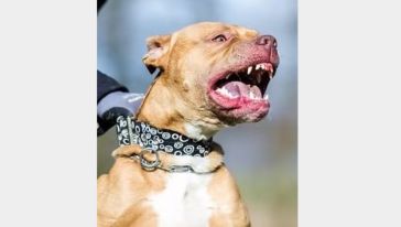 Malatya'da Köpek Saldırısında 2 Kişi Yaralandı 