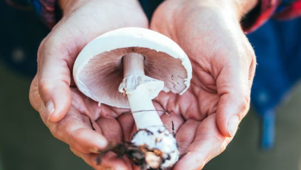 Malatya'da 6 Kişi Mantardan Zehirlendi