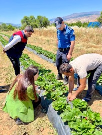 Doğanyol Kaymakamı'ndan Çilek Üreticisine Ziyaret