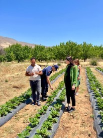 Doğanyol Kaymakamı'ndan Çilek Üreticisine Ziyaret