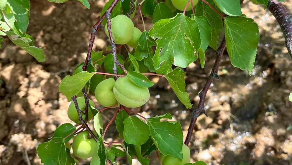 Don ve Doluya Rağmen Doğanyol'da Kayısı Sevinci
