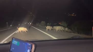 Bölgede Gece Trafiğinde Domuz Tehlikesi 