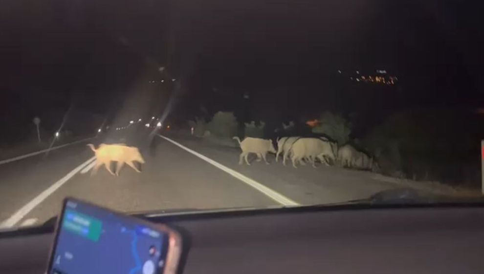 Bölgede Gece Trafiğinde Domuz Tehlikesi