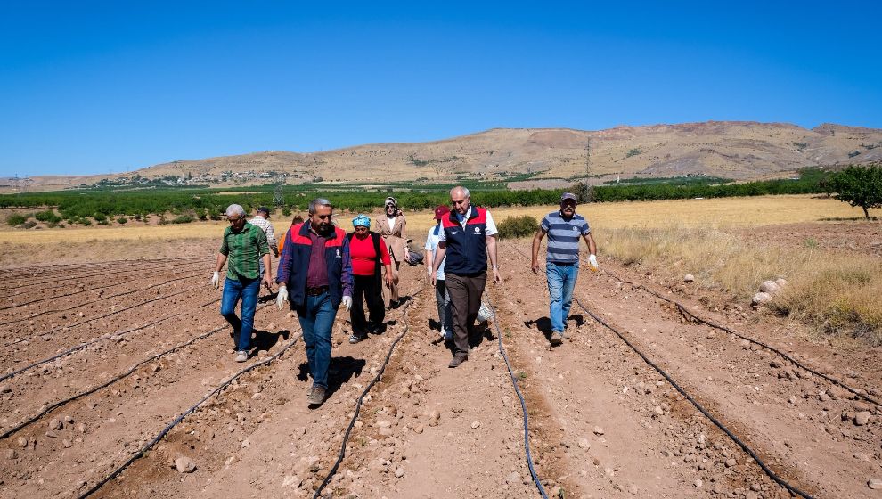Kuluncak'ta 18 Bin Çilek Fidesi Ücretsiz Verildi