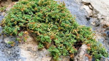 Malatya'nın Gizli Hazinesi: Şifa Saçan Bitki