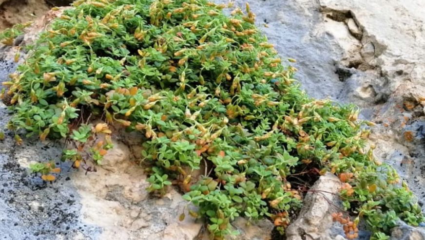 Malatya'nın Gizli Hazinesi: Şifa Saçan Bitki