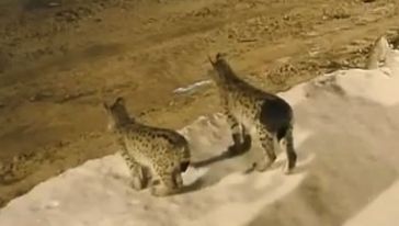 Nesli Tükenmekte Olan Vaşaklar Hekimhan'da Görüntülendi