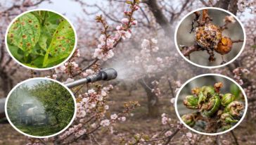 Kayısıda İlaçlama Uyarısı 