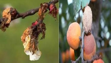 Monilya hastalığına karşı üreticilere iki aşamalı ilaçlama uyarısı