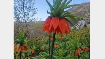 Akçadağ Lalesi İlgi Görüyor