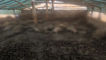 Arguvan'da kurt 40 koyunu telef etti