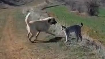 Hekimhan'da Köpeğe Kafa Tutan Vaşak 