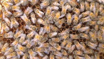 Malatya Arı Sütü Dünya Markası Olma Yolunda: Bilimsel Onay Geldi