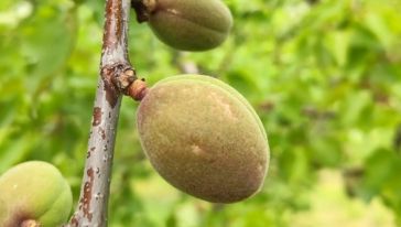 Malatya'da Dolu Zararı Var