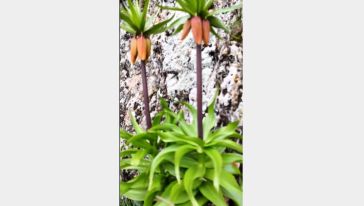 Malatya'da ters lalelerin oluşturduğu görsel şölen