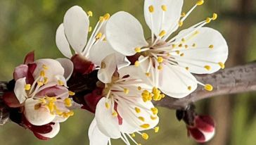 Malatya'nın Ana Gündemi Don