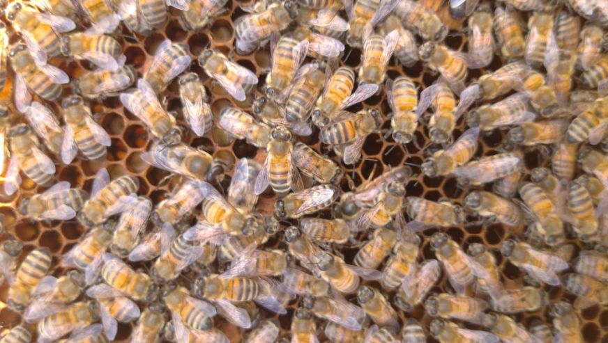 Malatya Arı Sütü Dünya Markası Olma Yolunda: Bilimsel Onay Geldi