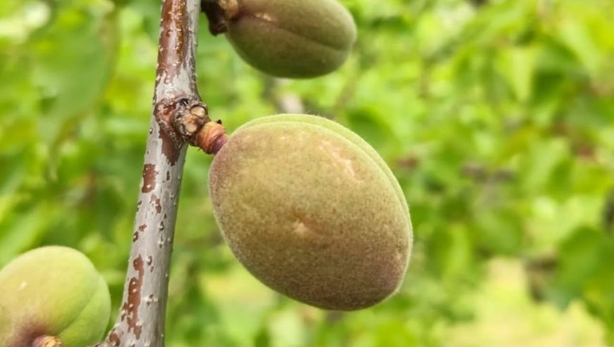 Malatya'da Dolu Zararı Var