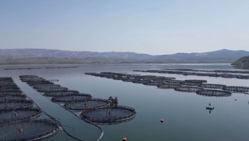 Malatya'da yıllık yaklaşık 7 bin 500 ton alabalık üretimi yapılıyor