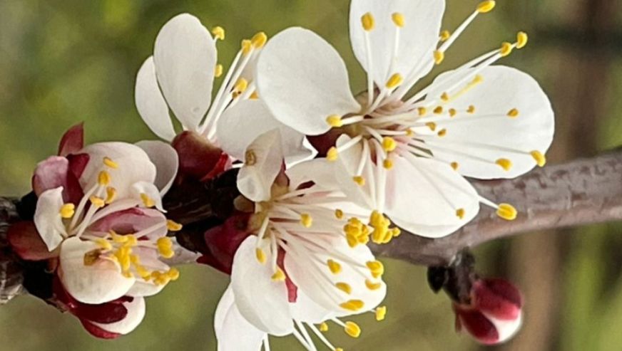 Malatya'nın Ana Gündemi Don